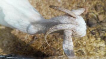 A closeup view of a goats head, showcasing its features and beauty in a natural setting video