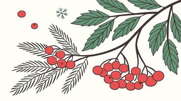 Christmas card with red viburnum fir branches on white background with empty space to insert. vector