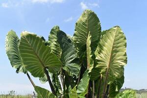 Giant taro plant or Alocasia macrorrhiza photo