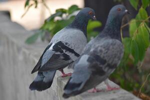 Two pigeons on the wall fence photo
