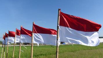 A row of Indonesian flags on bamboo poles on the side of rice field photo