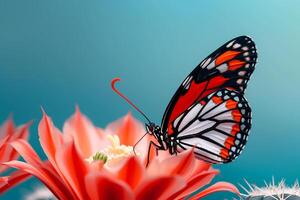 A butterfly is sitting on a flower with a cactus in the background photo