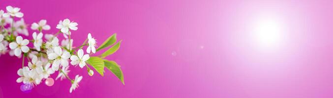 Flowering branch of a cherry tree in a festive spring garden on a pink background. photo