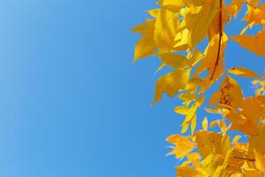 Tree with yellow leaves in sunset photo