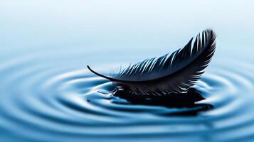 A black feather floating on top of a body of water photo