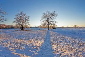 Snow-covered meadow with the sun rising, surrounded by trees, capturing a peaceful winter morning photo