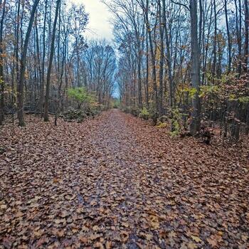 otoño bosque camino cubierto en vistoso caído hojas, forrado con desnudo árboles, creando un sereno estacional ajuste foto