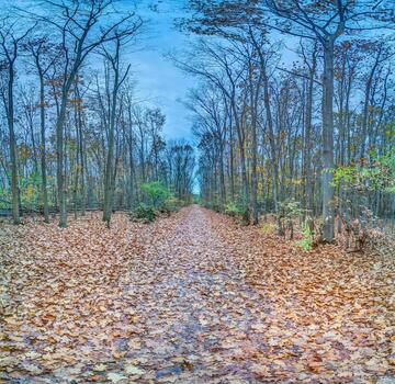 Autumn forest path covered in colorful fallen leaves, lined with bare trees, creating a serene seasonal setting photo