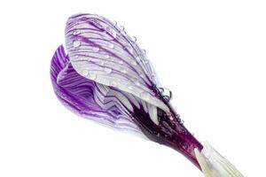 beautiful Crocus flowers with dew drops on a white background photo
