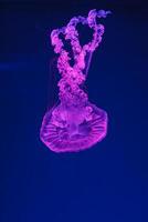 underwater shooting of beautiful Chrysaora hysoscella photo