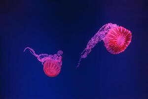 underwater shooting of beautiful jellyfish Chrysaora hysoscella photo