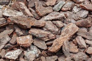 Dry tree bark texture photo