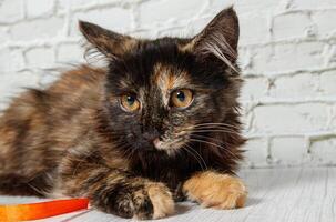 Beautiful little cat girl on a background of a brick wall photo