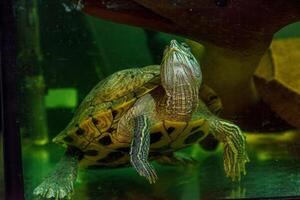 underwater photography of fish Trachemys scripta elegans photo