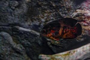 Underwater photography of Oscar fish photo