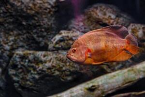 Underwater photography of Oscar fish photo