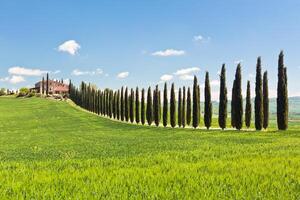 Classic View of Tuscan Farmhouse, Green Field and Cypress Tree Rows photo