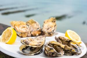 A dozen oysters on a plastic plate photo