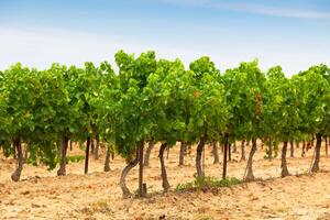Rows of Vineyard Field in Southern France photo