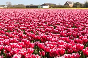 Multicolored tulip field in Holland photo