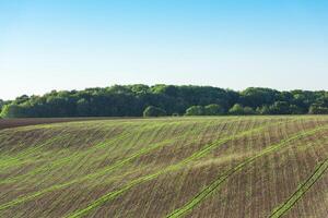 Agricultural field on a hill with young sprouts photo
