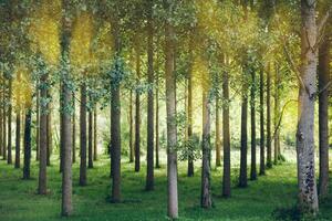 Trees planted in a row in the forest photo