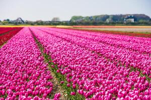 Pink tulips field in the Netherlands photo
