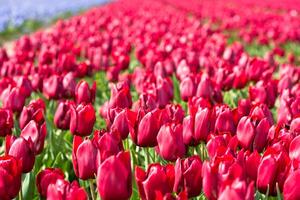 Red tulips field in the Netherlands photo