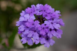 Verbena flowers on bokeh background photo