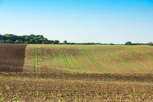 Agricultural field on a hill with young sprouts photo