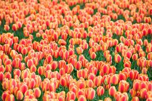 Multicolored tulips field in the Netherlands photo