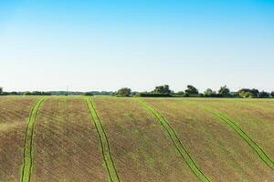 Agricultural field on a hill with young sprouts photo