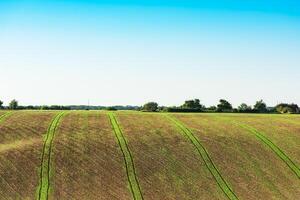 Agricultural field on a hill with young sprouts photo