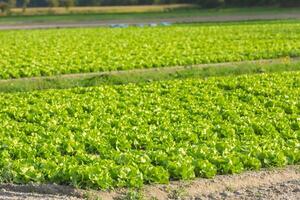 Cultivated field fresh green salad bed rows photo