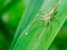 Macro photo of a spider on a green leaf with a blurred background.