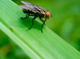 hominivorax, the New World screw-worm fly, or screw-worm for short, is a species of parasitic fly that is well known for the way in which its larvae maggots eat the living tissue. photo