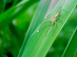 Macro photo of a spider on a green leaf with a blurred background.