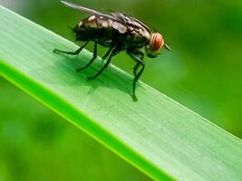 hominivorax, the New World screw-worm fly, or screw-worm for short, is a species of parasitic fly that is well known for the way in which its larvae maggots eat the living tissue. photo