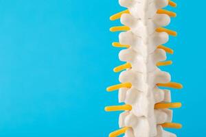 Mockup of the human spine with nerve roots on a blue background. Spine treatment and health concept. Discomfort and problems with the spine. Orthopedics and vertebrology. Copy space for text. photo