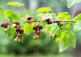 Ripening of a large black currant berry on a bush branch in the country in summer. Copy space for text. Growing berries photo