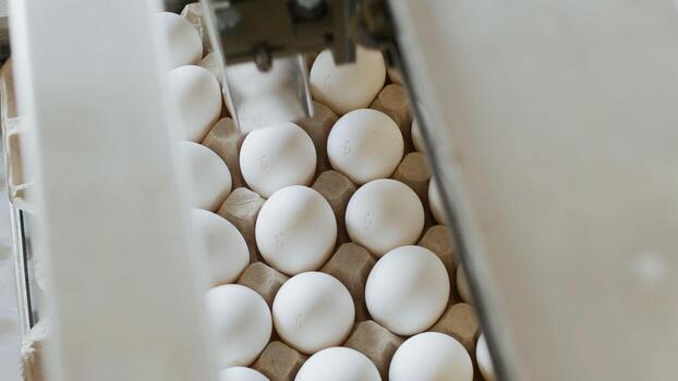 Automatic process of checking and printing on chicken eggs, sorting eggs, assortment photo