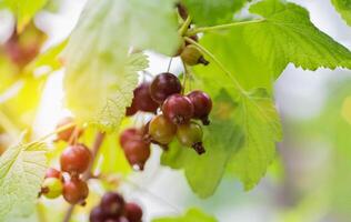 Ripening of a large black currant berry on a bush branch in the country in summer. Copy space for text. Growing berries photo