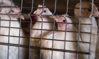 Young hens for meat sit in cages on the chicken farm, close-up, animal, younger generation photo