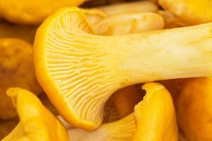 Background of chanterelles mushrooms, macro, fungus and orange photo