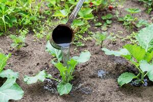 Feed the cabbage plant with organic and mineral fertilizers, watering with water containing nitrogen fertilizer, close-up photo