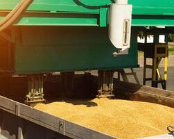 From a grain-laden lorry take grain for analysis, grain processing, analysis corn photo