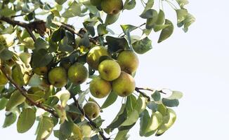 Pear tree, a branch on which grow pears, close-up, punchbag photo