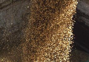 plant for processing and storing grain, loading grain into a truck body, close-up, crop photo