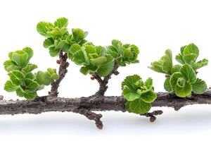 Fresh Green Leaves and Buds on Tree Branch Isolated on White Background Nature, Growth, and Botanical Concepts photo