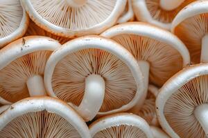 Close-Up of Fresh Mushrooms with Detailed Gills for Culinary and Educational Use photo